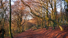 Bieszczadzkie ścieżki