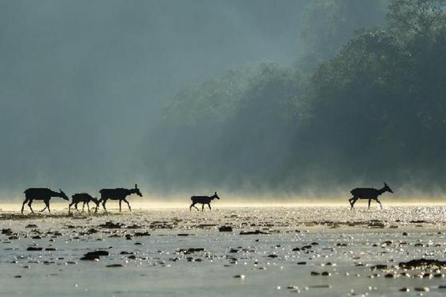 Sukcesy leśnik&oacute;w z Podkarpacia