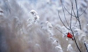 Zima jeszcze nie odpuszcza. Piątek z opadami śniegu. Ostrzeżenie meteo
