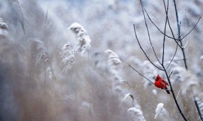 Zima jeszcze nie odpuszcza. Piątek z opadami śniegu. Ostrzeżenie meteo