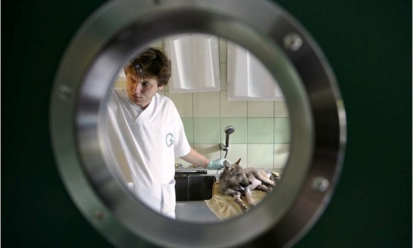 Wilk szary pacjentem Ośrodka Rehabilitacji Zwierząt Chronionych w Przemyślu