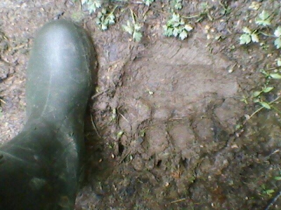 Niedźwiedzie ślady