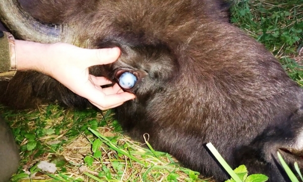Bieszczadzkie żubry chorują. Generalna Dyrekcja Ochrony Środowiska wydała zgodę na odstrzał 40 zwierząt