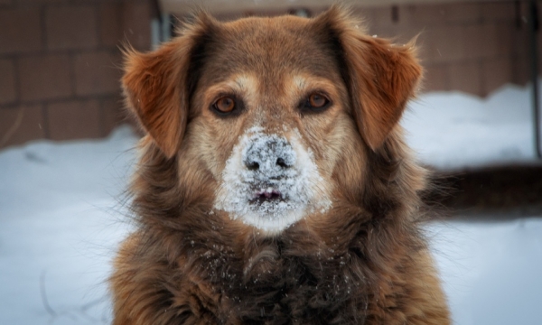 Świąteczna paka dla psiaka i kociaka. Zimowa akcja   charytatywna