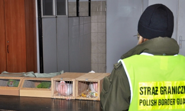 Amazonki i kakadu zatrzymane w Korczowej