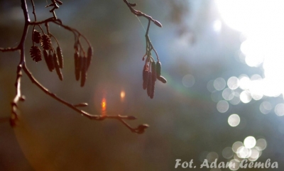 Uśpione drzewa, nawet teraz, zimą, w blasku słońca ujmują swoim pięknem.