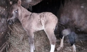 Ma tylko kilka dni i potrzebuje... imienia. Pierwsza w tym roku klaczka w hodowli konia huculskiego