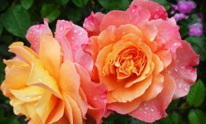 Święto wszystkich Pań