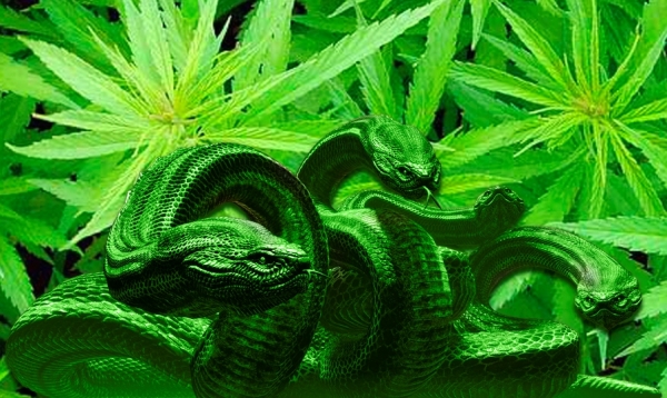 Dlaczego mamy plagę dopalaczy? Paradoksalnie..., bo zwalczamy tzw.   miękkie narkotyki, zwłaszcza marihuanę...