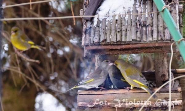 Ptasia stoł&oacute;wka oblężona... Chłody i śnieg doskwierają także ptakom