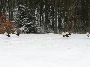 Bocianie "zimowisko"...