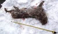 Znowu ktoś zabił i osk&oacute;rował wilka w Bieszczadach. Sprawca nieznany